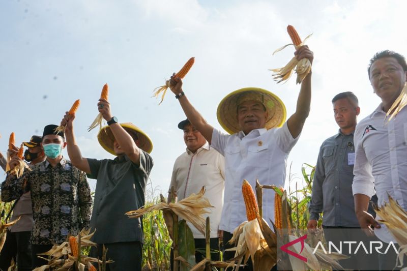 Moeldoko Panen Raya Di Pemalang Jaga Ketahanan Pangan Nasional