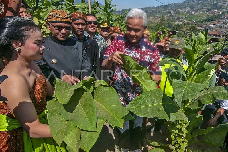 Permakultur: Harmoni dengan Alam, Kemandirian Pangan, dan Keberlanjutan Pertanian